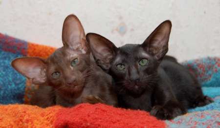 Oriental chocolate & black female kittens
