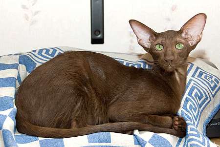 Oriental chocolate female cat