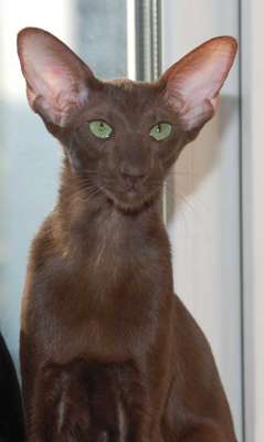 Oriental chocolate female cat
