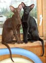 Ориентальные кошки, Samanta Fleur Catori & Sweety Night Fleur Catori, 9 месяцев, июль 2008 г.