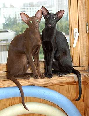 Oriental chocolate and black female cats