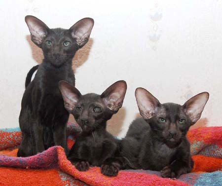 Oriental black kittens