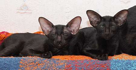 Oriental black male kittens