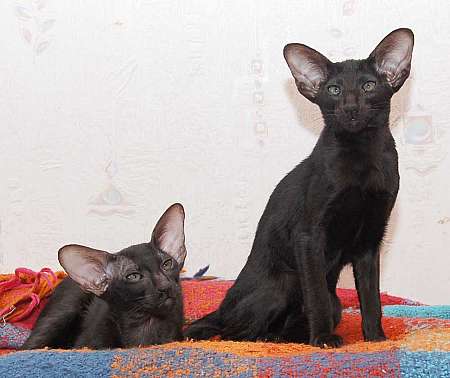 Oriental black male kittens