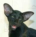 Litter 18.06.2008, oriental black cat - Tilla, 4 months
