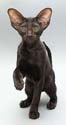 Litter 18.06.2008, oriental black cat - Tilla, 3 months