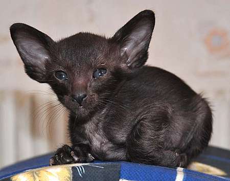 Oriental black female kitten