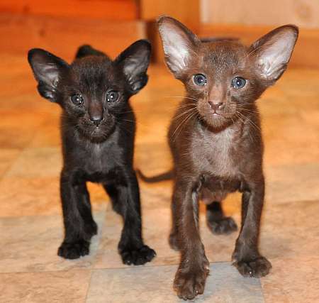 Oriental black and chocolate male kittens