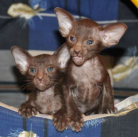 Oriental chocolate male kittens