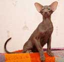 Помет 08.11.2008, ориентальный котенок шоколадного окраса - Vincent, 4 месяца, еще фото