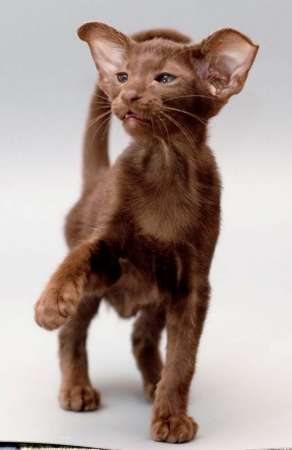 Oriental chocolate male kitten