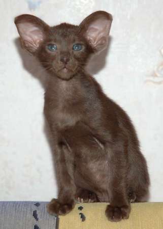 Oriental chocolate male kitten