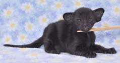 Помет 31.12.2008, Balivia Sweety Catori, ориентальный котенок черного окраса, 3 недели, еще фото