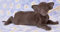 Помет 31.12.2008, Aron Sam Catori, ориентальный котенок шоколадного окраса, 3 недели, еще фото