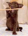 Помет 30.12.2008, Aron Sam Catori, ориентальный котенок шоколадного окраса, 1 месяц, еще фото