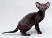 Помет 31.12.2008, Balivia Sweety Catori, ориентальный котенок черного окраса, 2 месяца, еще фото