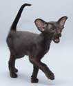 Помет 31.12.2008, Balivia Sweety Catori, ориентальный котенок черного окраса, 2.5 месяца, еще фото