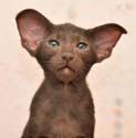 Помет 30.12.2008, Aron Sam Catori, ориентальный котенок шоколадного окраса, 2.5 месяца, еще фото
