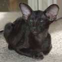 Помет 31.12.2008, Balivia Sweety Catori, ориентальный котенок черного окраса, 3 месяца, еще фото