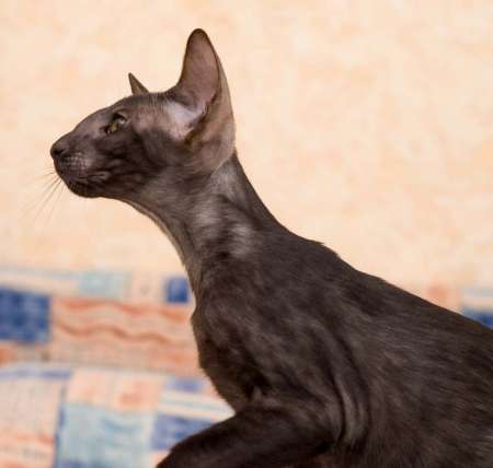 Oriental black male kitten