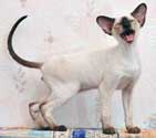 Atilla, cиамский кот, фото в 3.5 мес.