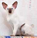 Ayusha, siamese female kitten, photos at the 3 mon.