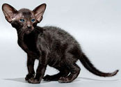 Oriental black kittens, photos at 1 month