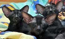 Oriental black kittens, photos at 2 months