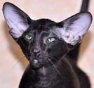 Oriental black kitten, photos at 4 months