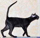Oriental black kittens, photos at 4 months