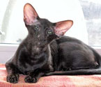 Oriental black kittens, photos at 4.5 months