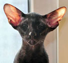 Elliot, oriental black kitten, photos at 4.5 months