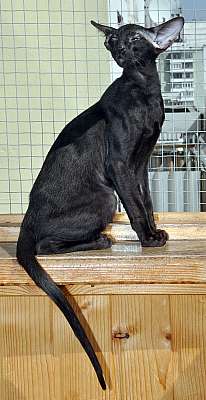 Ориентальный котенок, окрас черный, возраст 4.5 месяца
