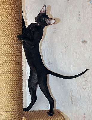 Ориентальный котенок, окрас черный, возраст 4.5 месяца