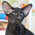 Elliot, oriental black kitten, photos at 5.5 months