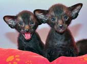Oriental black kittens, photos at 3 weeks
