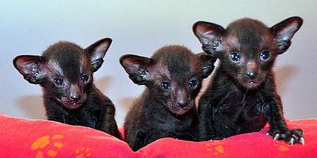 Ориентальные котята, окрас черный, возраст 3 недели