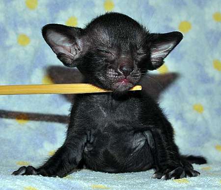 Ориентальный котенок, окрас черный, возраст 3 недели