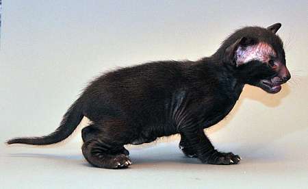 Ориентальный котенок, окрас черный, возраст 3 недели
