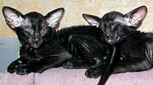 Ориентальные котята, окрас черный, возраст 7 недель