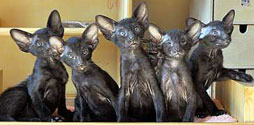Ориентальные котята, окрас черный, возраст 1.5 месяца