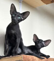 Oriental kittens at the age of 3 months
