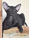 Gemini, oriental black male kitten at the age of 4.5 months