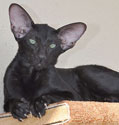 Francesca, oriental black female cat, at the age of 4.5 months