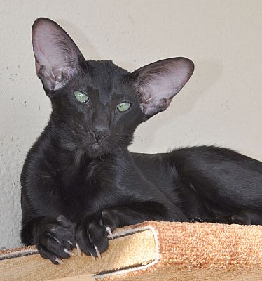 Francesca, ориентальная кошка, окрас черный, возраст 4.5 месяца