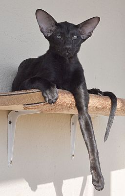 Francesca, ориентальная кошка, окрас черный, возраст 4.5 месяца