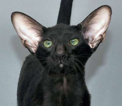Francesca, ориентальная кошка, окрас черный, возраст 5.5 месяцев