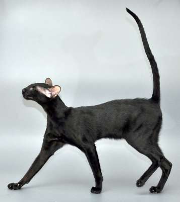 Francesca, ориентальная кошка, окрас черный, возраст 5.5 месяцев