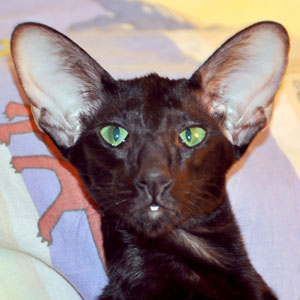 Francesca Dixie Catori, oriental black female cat (ORI n)