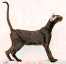 Francesca, ориентальная кошка, окрас черный, возраст 8 месяцев